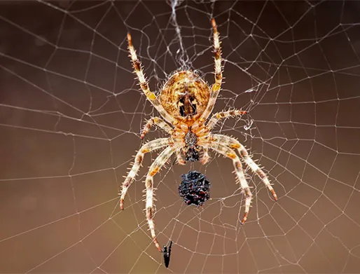 Dedetização de Aranhas no Alto da Mooca