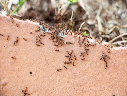 Dedetização de Formigas no Alto da Mooca