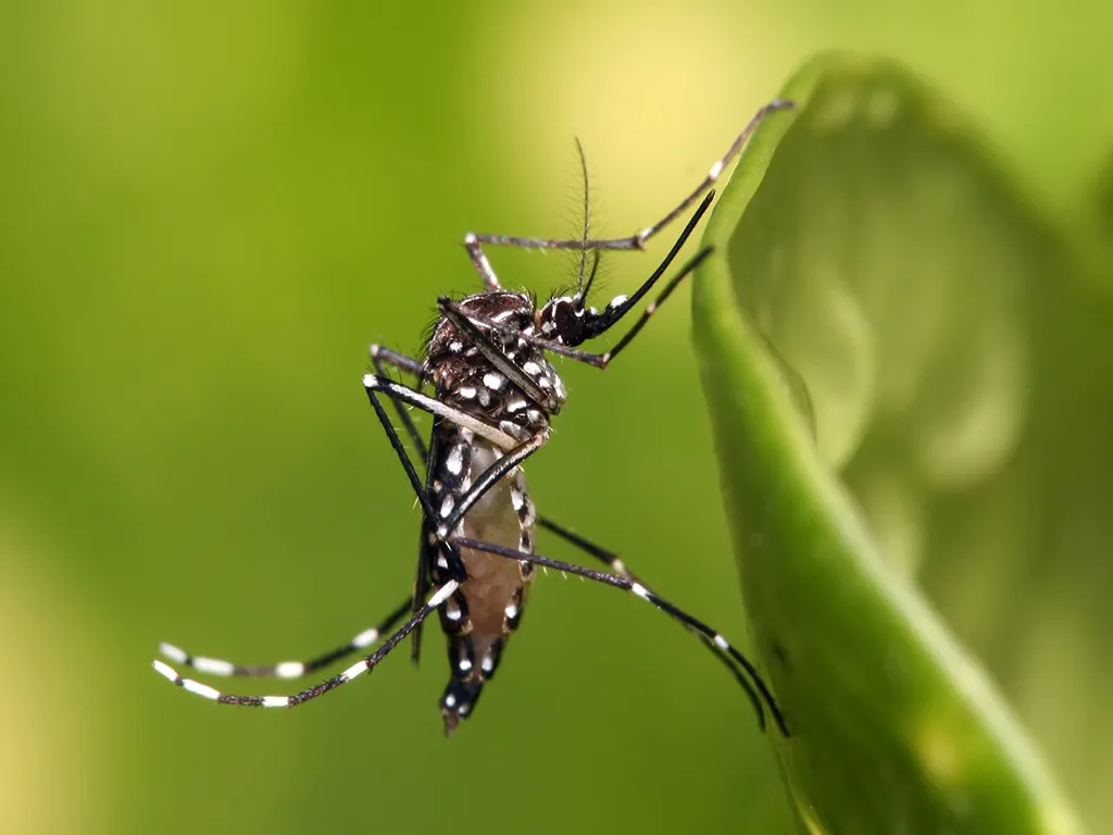 Dedetização de Mosquitos no Alto da Mooca