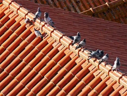 Dedetização de Pombos no Alto da Mooca