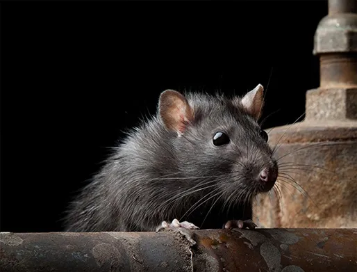 Dedetização de Ratos no Alto da Mooca